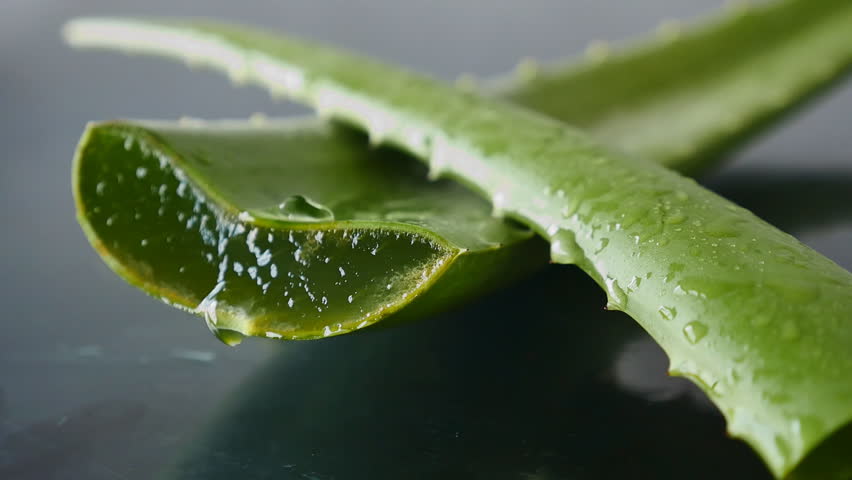 The Aloe Vera Leaf