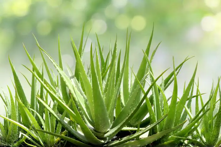 The Aloe Vera Plant